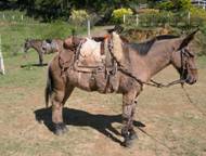 Carroceiro chuta cabeça de cavalo após animal cair exausto em MT